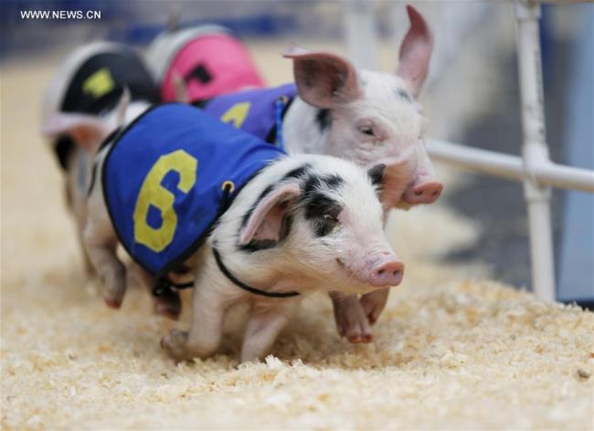 Des cochons lors d'une course dans le Marché des fermiers à Los Angeles, aux Etats-Unis, le 13 octobre 2018. (Photo : Li Ying)