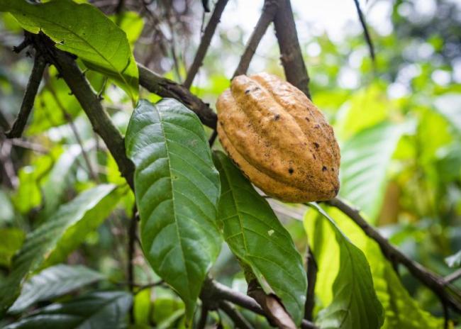 Crédit photo : Agence de presse XinhuaUne cabosse de cacao mûre à Suhum, à environ 60 km d'Accra, au Ghana, le 29 octobre 2017. Le Ghana est le deuxième plus grand exportateur de cacao du monde. Le gouvernement ghanéen et les planificateurs ont décidé de faire du cacao le principal produit du pavillon du Ghana à l'Exposition internationale d'importation de la Chine (CIIE), qui se déroulera du 5 au 10 novembre à Shanghai, en Chine. (Photo : Dennis Akuoku-Frimpong)