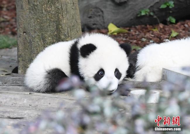 Photos prises le 28 octobre à la Base de recherche sur les pandas géants de Chengdu, montrant les pandas géants profitant d’un beau soleil.