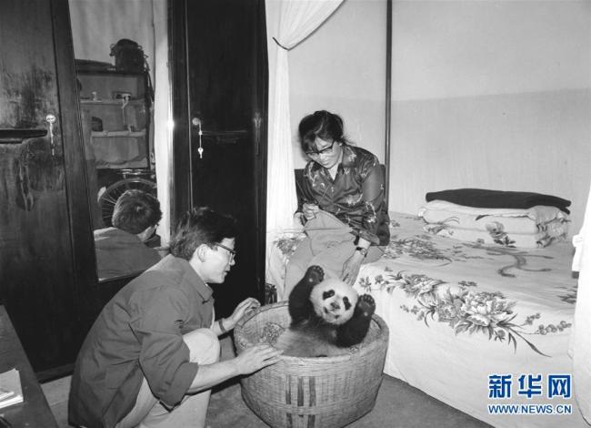 Jin Xuqi, photographe passionnée par les pandas géants