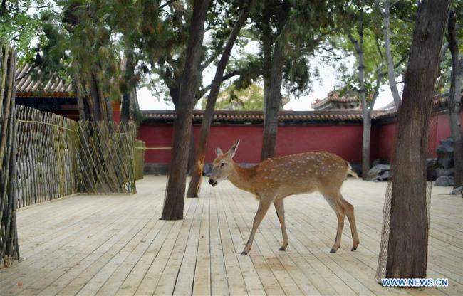 Des cerfs Sika, vus dans un jardin de la Salle de la Paix Bienveillante du Musée du Palais, plus connu sous le nom de Cité Interdite, le 26 septembre 2017 à Beijing. Neuf cerfs sika venus de la résidence impériale d'été de Chengde, dans le nord de la Chine, ont été sélectionnés pour une démonstration dans la Salle de la Paix Bienveillante du musée depuis 2017. 