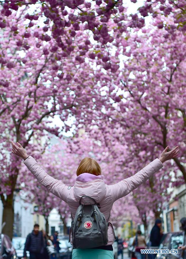 Des cerisiers en fleurs dans la rue Breite à Bonn, en Allemagne, le 12 avril 2019. (Xinhua/Lu Yang)