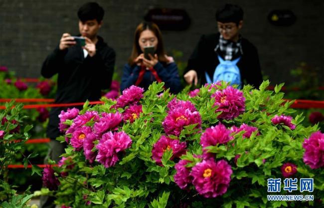 Galerie : des pivoines après la pluie printanière au Hebei