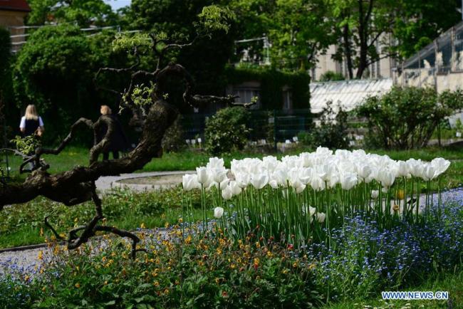 Photo prise le 24 avril 2019 montrant des plantes aquatiques dans le Jardin botanique de Zagreb, en Croatie. Fondé en 1889, le Jardin botanique de Zagreb reçoit chaque année plus de 100 000 visiteurs. (Xinhua/Gao Lei)