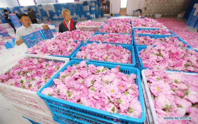 Des agriculteurs transportent des roses dans une plantation de roses au village de Shizhuang à Haian, dans la province chinoise du Jiangsu (est), le 5 mai 2019. Ces dernières années, le village de Shizhuang s'est engagé à développer l'industrie de la rose en tant que moyen d'augmenter les revenus de la population. (Xinhua/Xiang Zhonglin)