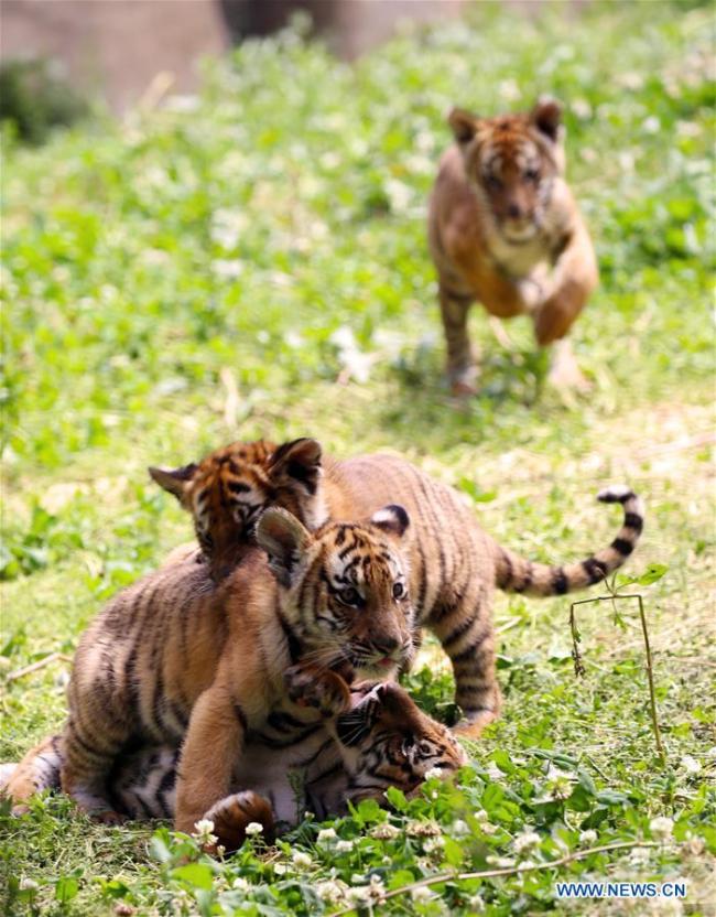 Des bébés tigres de Chine méridionale dans un zoo à Luoyang, ville de la province du Henan (centre de la Chine), le 11 mai 2019. (Xinhua/Liu Gaoyang)
