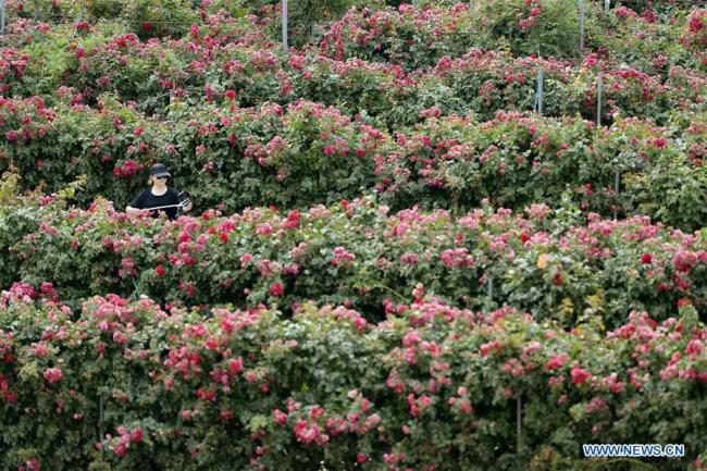 Photo aérienne prise le 15 juin 2019 montrant le labyrinthe formé de plus de 600.000 roses chinoises à Xingtai, dans la province chinoise du Hebei (nord). (Xinhua/Mou Yu)