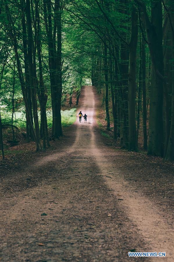 Des touristes se promènent dans une forêt au Bois de la Cambre à Bruxelles, en Belgique, le 3 août 2019. (Xinhua/Zhang Cheng)