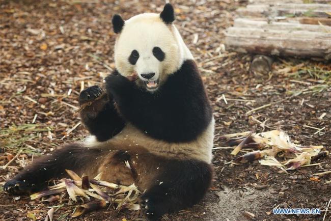 Photo prise le 8 septembre 2019 montrant le panda géant Tian Bao au parc zoologique Pairi Daiza, à Brugelette, en Belgique. (Xinhua/Zheng Huansong)<br><br>