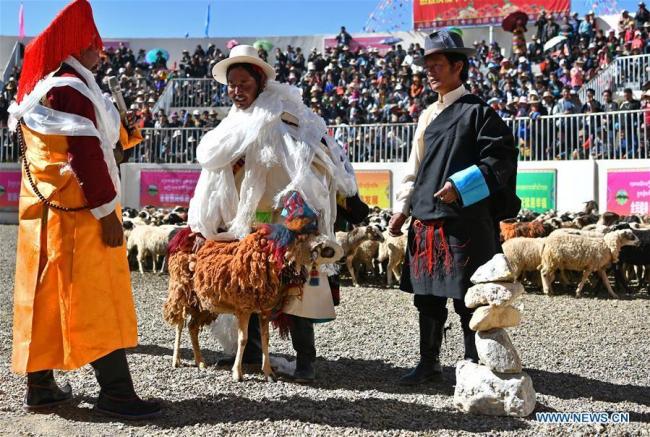 Des bergers font l'éloge d’une tête de troupeau pendant le spectacle de moutons.