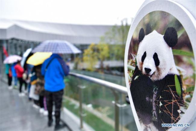 Des touristes visitent la maison des pandas de Xining pendant les congés de la Fête nationale à Xining, capitale de la province du Qinghai (nord-ouest de la Chine), le 6 octobre 2019. (Photo / Xinhua)<br><br>