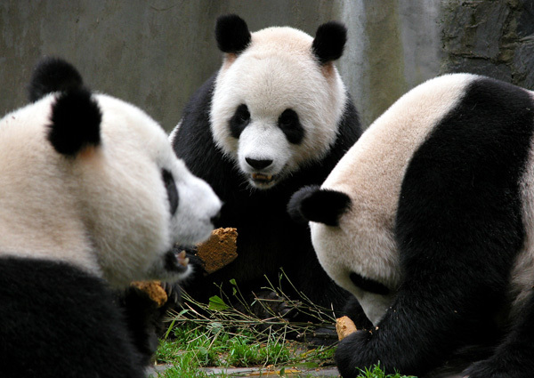 Des pandas géants mignons