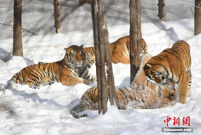Photo prise le 18 novembre au parc des tigres de Sibérie de Changchun, dans la province chinoise du Jilin. Après des chutes de neiges, les tigres du parc ont profité d'un moment de jeu dans la neige sous un magnifique soleil.