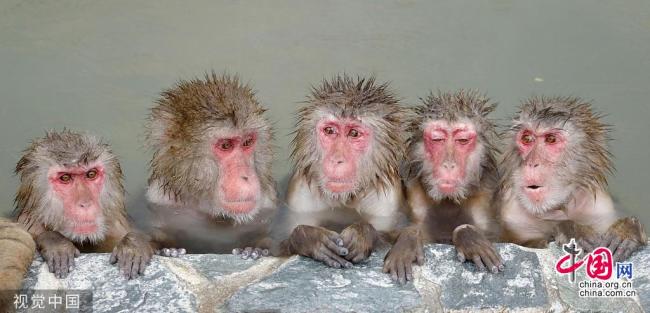 Photos prises le 1er décembre montrant des macaques japonais profitant d’un bain dans une source thermale du parc botanique tropical Hakodate, situé à Hakodate, dans la préfecture d’Hokkaido, au nord du Japon.