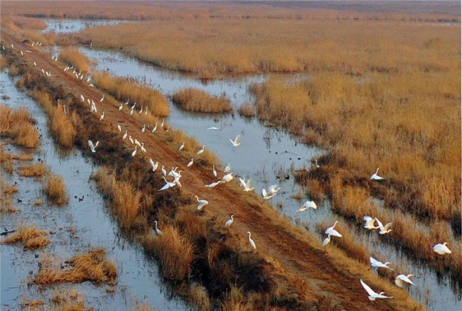 Les oiseaux migrateurs dans la zone humide du fleuve Jaune de Hechuan