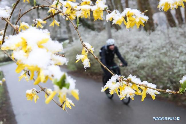 Un homme fait du vélo dans un parc après une chute de neige à Berlin, en Allemagne, le 30 mars 2020. (Xinhua/Shan Yuqi)
