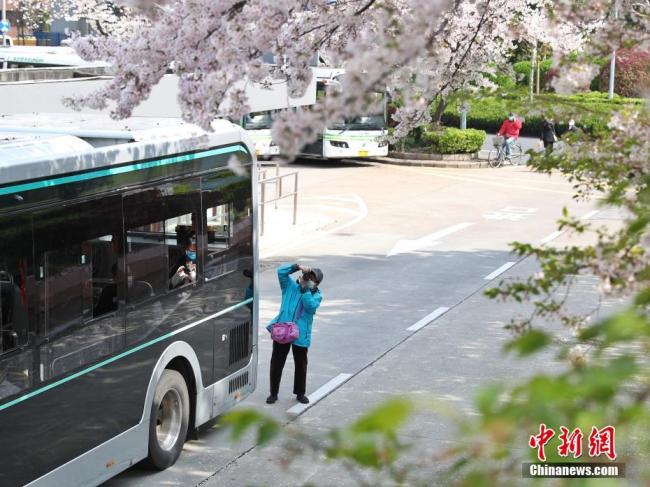 Photo prise le 31 mars, montrant des cerisiers en pleine floraison près de l'arrêt de bus de Puxi, situé sous le pont Nanpu à Shanghai, qui est connu comme « le plus bel arrêt de bus » de la ville selon les internautes. (Photos : Zhang Hengwei/Chinanews)