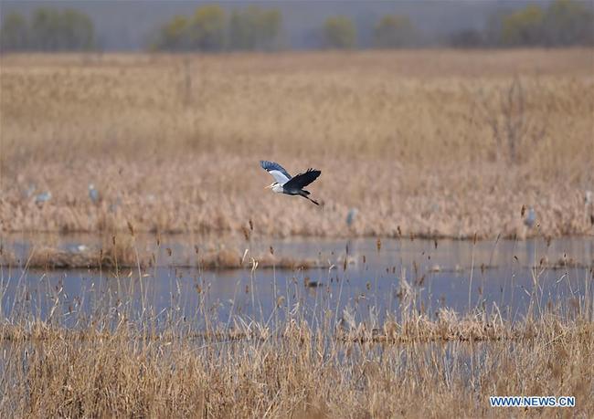 Paysage du lac des canards sauvages dans l'arrondissement de Yanqing à Beijing, capitale de la Chine, le 5 avril 2020. (Photo : Chen Zhonghao)