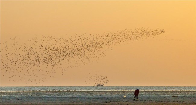 La vague d'oiseaux (Photo/Jiang Shan)