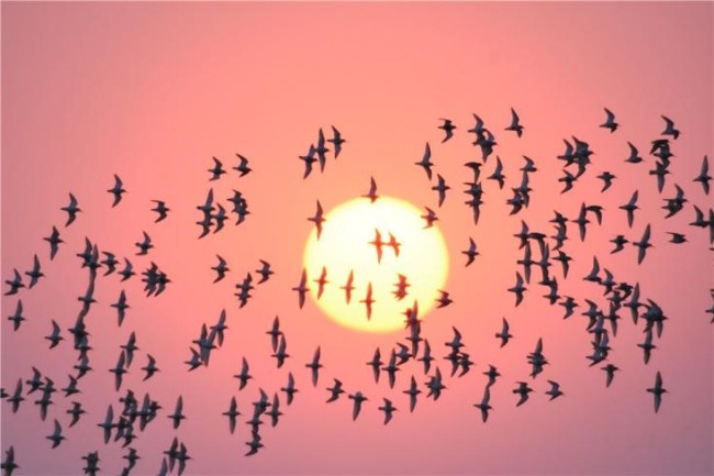 La vague d'oiseaux (Photo/Zhang Xuyong)