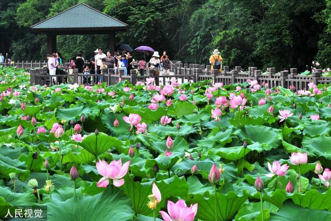 Fleur de lotus - Jardin de Chine