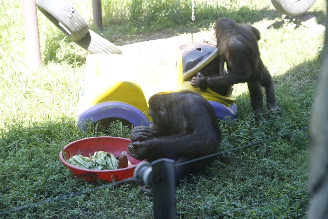 Le zoo de Chongqing aide ses animaux à fuir la chaleur