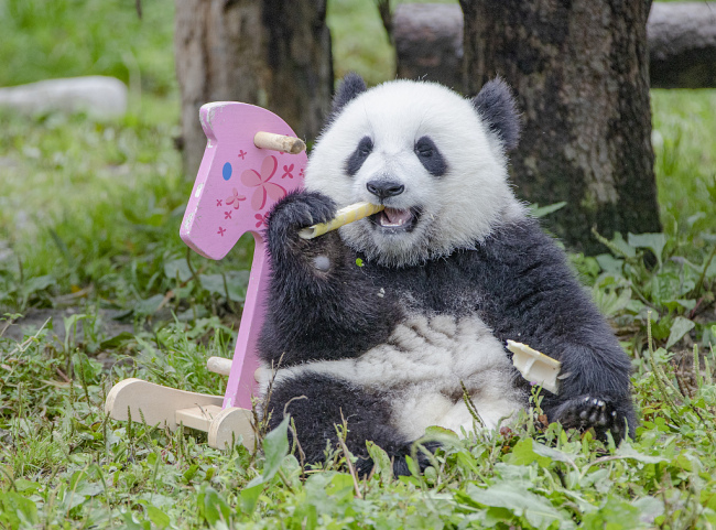 Sichuan : des pandas géants célèbrent ensemble leur premier anniversaire