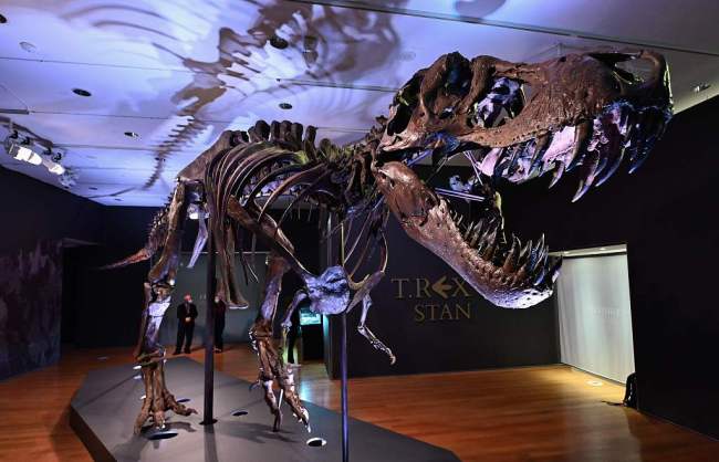 Un squelette de T-Rex bientôt mis aux enchères à New York
