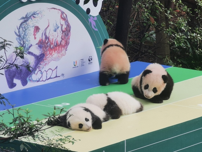 Photos : des bébés pandas géants présentés au public à Chengdu