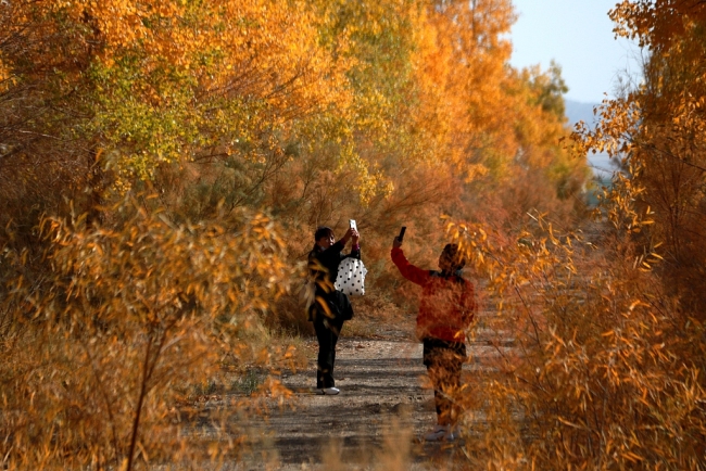 Gansu : les magnifiques paysages d’automne de la forêt de peupliers du désert de Dunhuang