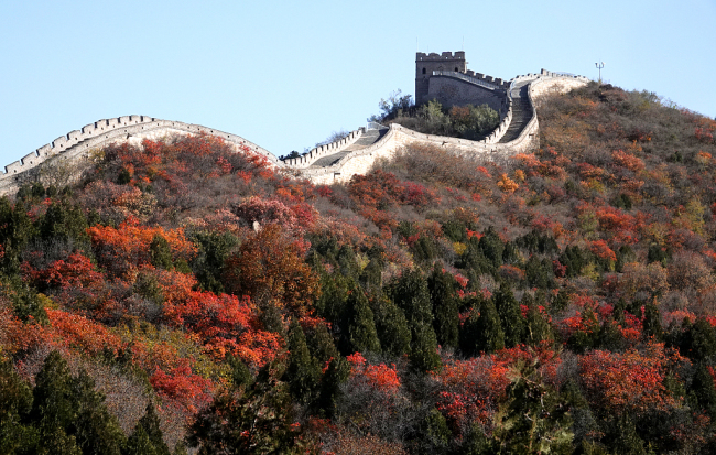 La Grande Muraille de Badaling est une attraction touristique de choix pour les amateurs de paysages d'automne dans la capitale chinoise.