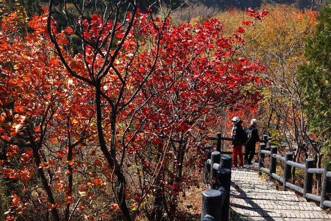 La Grande Muraille de Badaling est une attraction touristique de choix pour les amateurs de paysages d'automne dans la capitale chinoise.