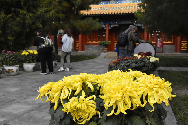 Des visiteurs prennent des photos de chrysanthèmes lors d'une exposition organisée dans un parc à Beijing, capitale chinoise