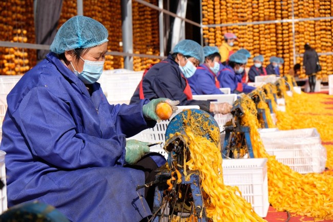 Des agriculteurs locaux transformant les kakis<br>Photo de Liu Jiachen<br>