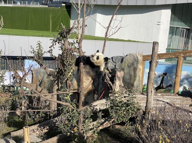 Chine: pandas géants dans une maison du panda géant au Qinghai