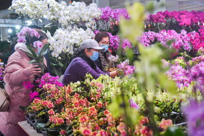 A l’approche de la fête du Printemps, les ventes de fleurs sont en hausse dans un marché aux fleurs situé dans le district de Fengtai, à Beijing.(Photo/CFP)