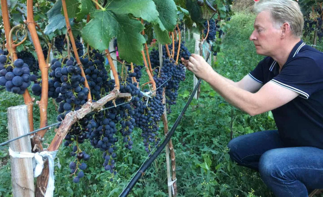Le viticulteur Yves Roduit travaille dans son domaine aux alentours de la Vallée de la Rivière Lancang.