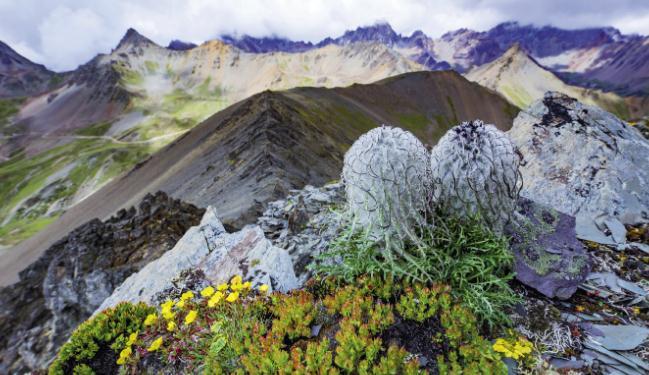 Fleurs gelées (saussurea leucoma diels) en altitude (PHOTO : PENG JIANSHENG)