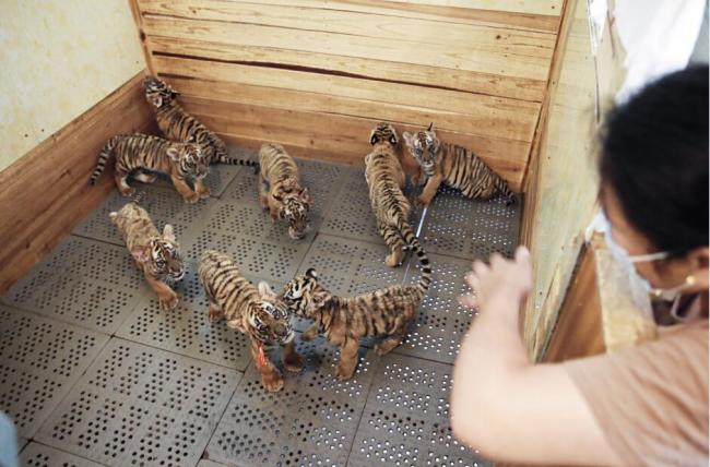 Huit bébés tigres de Chine méridionale dans la nurserie du zoo de Nanchang, le 17 juin 2021