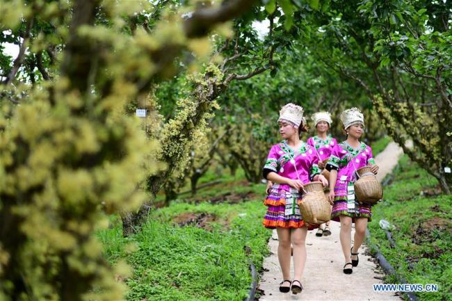Κοπέλες πάνε να μαζέψουν λουλούδια του είδους dendrobium nobile σε μια βάση καλλιέργειας στο χωριό Λονγκτσί της πόλης Ντουντζάι στην κομητεία Τζινπίνγκ που βρίσκεται στην επαρχία Γκουιτζόου της νοτιοδυτικής Κίνας, στις 12 Ιουνίου 2020. (Xinhua / Yang Ying)<br><br>