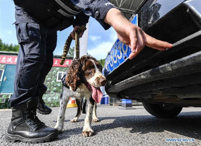 Ο σκύλος Χέι-Σα με τον εκπαιδευτή του Τζιανγκ Φενγκ αναζητούν ύποπτα αντικείμενα κατά τη διάρκεια της εκπαίδευσης στο Μπαϊσάν, στην επαρχία Τζιλίν της βορειοανατολικής Κίνας, στις 22 Ιουνίου 2020. 