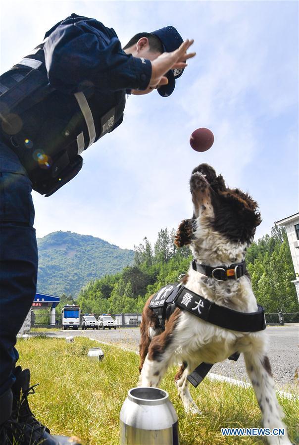 Ο σκύλος Χέι-Σα με τον εκπαιδευτή του Τζιανγκ Φενγκ παρακολουθούν προπόνηση στο Μπαϊσάν, στην επαρχία Τζιλίν της βορειοανατολικής Κίνας, στις 22 Ιουνίου 2020. 