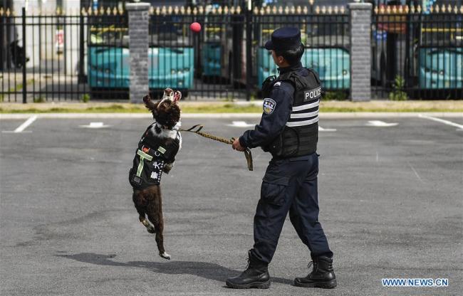 Ο σκύλος Χέι-Σα με τον εκπαιδευτή του Τζιανγκ Φενγκ παίζει στο Μπαϊσάν, στην επαρχία Τζιλίν της βορειοανατολικής Κίνας, στις 22 Ιουνίου 2020. 