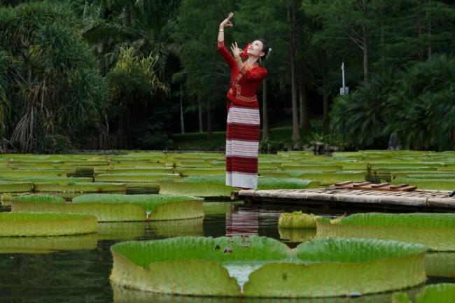 Μια γυναίκα ποζάρει για φωτογραφίες δίπλα στα υδρόβια φυτά Victoria regia, στην Σισουανγκμπαννά, της επαρχίας Γιουνάν. 