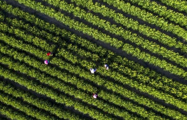 Αυτή η φωτογραφία που τραβήχτηκε με δρόνο δείχνει την βάση καλλιέργειας κρίνων που βρίσκεται στο χωριό Ντάμπα, στην πόλη Χουιανμπάο, της κομητείας Γιεντσί της αυτόνομης περιοχής Νινγκσιά Χούι, στις 16 Ιουλίου 2020. (Φωτογραφία / Xinhua)