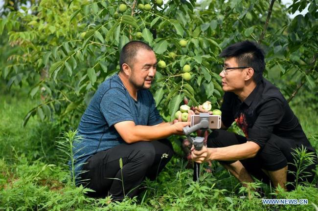 Ένας παρουσιαστής ζωντανής μετάδοσης (δεξιά) και ένας αγρότης πωλούν φρέσκα καρύδια στο Διαδίκτυο στην κομητεία Ντανφένγκ, Σανγκλουό, στην επαρχία Σαανσί της βορειοδυτικής Κίνας, στις 20 Ιουλίου 2020.