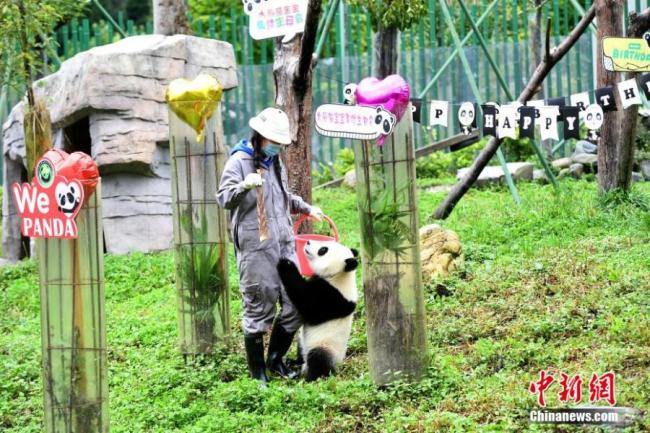 Παίζοντας με τον φροντιστή καθώς τα μικρά πάντα γιόρτασαν τα γενέθλιά τους σε ένα πάρτι που οργανώθηκε στο Βάση Σενσουπίνγκ της επαρχίας Σιτσουάν στην νοτιοδυτική Κίνα στις 16 Σεπτεμβρίου 2020.