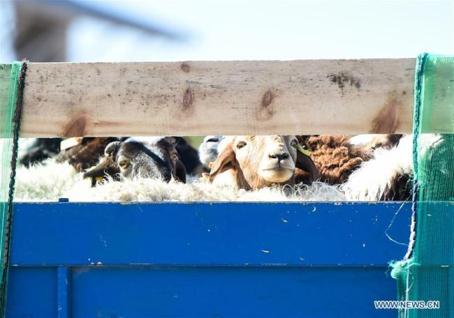 Η φωτογραφία που τραβήχτηκε στις 22 Οκτωβρίου 2020, δείχνει τα πρόβατα που δωρίστηκαν από τη Μογγολία να φτάνουν στο Ερενχότ, στην Αυτόνομη Περιοχή της Εσωτερικής Μογγολίας της βόρειας Κίνας. (Xinhua / Peng Yuan)
