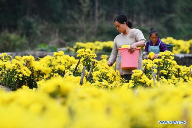 Χωρικοί μαζεύουν άνθη χρυσάνθεμου στο χωριό Τζινσί του Σιμά κοντά στην κομητεία Λονγκλί της επαρχίας Γκουιτζόου της νοτιοδυτικής Κίνας, στις 27 Οκτωβρίου 2020. Χάρη στη βιομηχανία του χρυσάνθεμου που έχει αναπτυχθεί στην περιοχή, 166 νοικοκυριά που είχαν πληγεί από τη φτώχεια στο χωριό Τζινσί απομακρύνθηκαν από αυτήν το 2019. (Xinhua / Γιανγκ Γουενμπίν)<br><br>