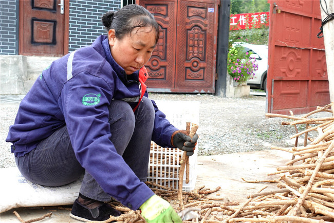 Εργαζόμενη κάνει μια προκαταρκτική εξέταση σε κινέζικα φαρμακευτικά βότανα σε έναν συνεταιρισμό αγροτών στην κομητεία Μινσιάν, στην επαρχία Γκανσού της βορειοδυτικής Κίνας, την 1η Σεπτεμβρίου 2020. [Φωτογραφία: China Plus / Lucy Lv / Li Mingyue]